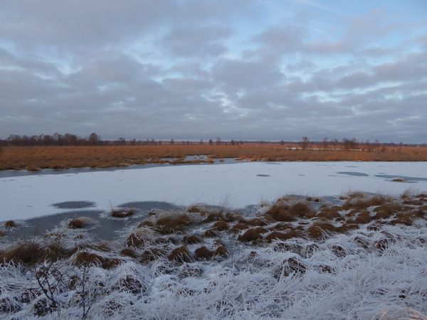 [Translate to Niederländisch:] Moorlandschaft im Winter im Bargerveen 