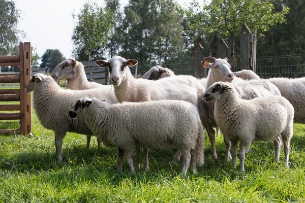 [Translate to Niederländisch:] Schafe am Versener Heidesee