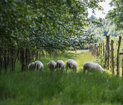 [Translate to Niederländisch:] Schafe im Naturschutzgebiet Versener Heidesee